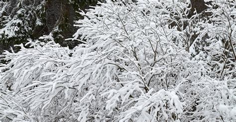 How To Help Shrubs Recover From Heavy Snow Or Ice Bay Landscaping