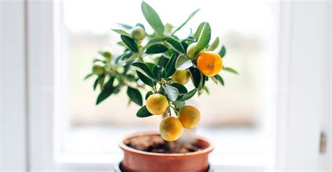 What Fruit Trees Can You Grow Indoors 9 Tasty Crops