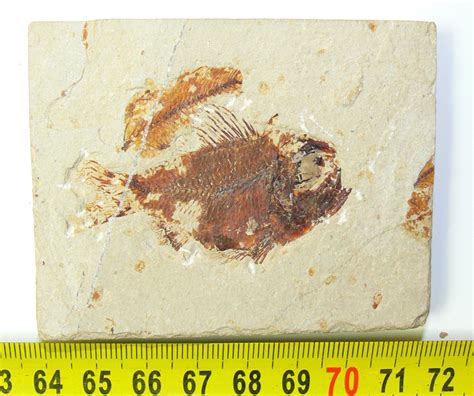 Ctenothrissa Sp Fish Fossil From Lebanon Fossilwebhop
