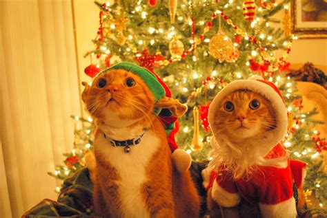 Christmas Cats Imgur