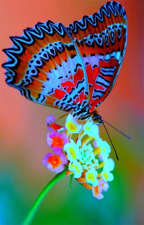 Pin By Jozef Varga On Fjärilar In 2023 Beautiful Butterfly