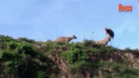 Leaping Lion Catches Antelope In Mid Air Attack Dailymotion Video