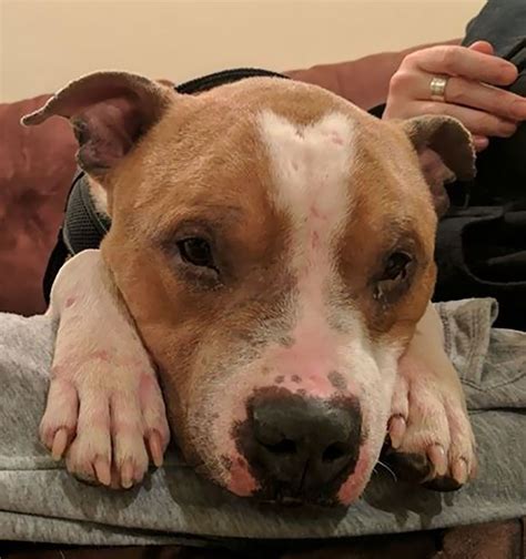 Woman Adopts Sad Pitbull From Shelter And Hes So Grateful He Cant