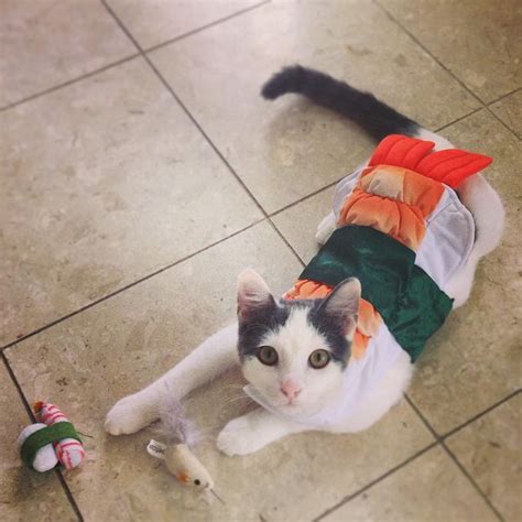 15 Purrfect Halloween Costumes For Your Cat Pet Halloween Costumes