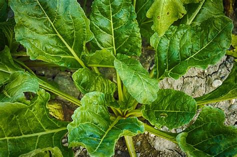 Swiss Chard And Spinach Companions Growing Guides