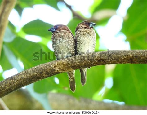 Two Little Brown Bird Hold Close Stock Photo 530060134 Shutterstock