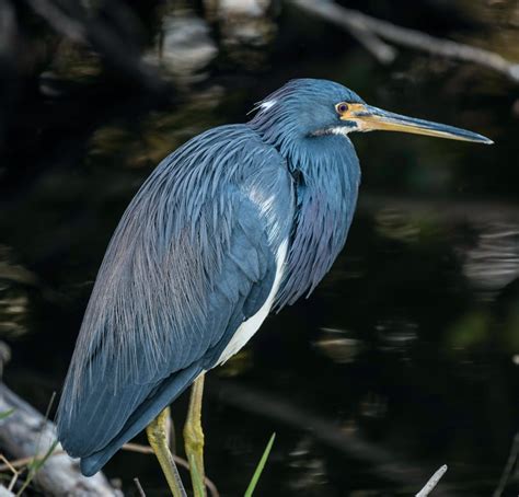 7 Animals That Live In Louisiana Swamps New Orleans Activities