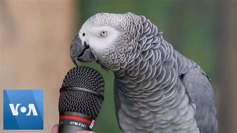 Talking Parrot Voanews Talking Parrots African Grey Parrot Talking