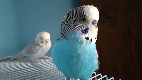 Budgie Chirping And Singing Youtube