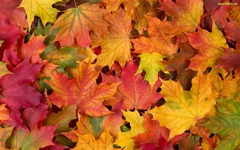 Tapety Zdjęcia Jesień Klon Kolorowe Liście