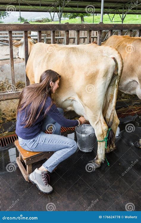 Milking A Cow Stock Photo Image Of Domesticated Action