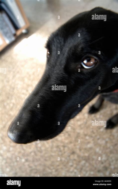 Distorted Closeup Portrait Of A Black Dog Looking At The Camera Stock