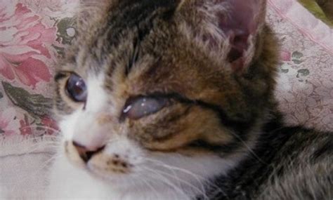 Penyebab sakit mata kucing ada banyak macamnya. Sakit Mata Pada Kucing yang Harus Diwaspadai