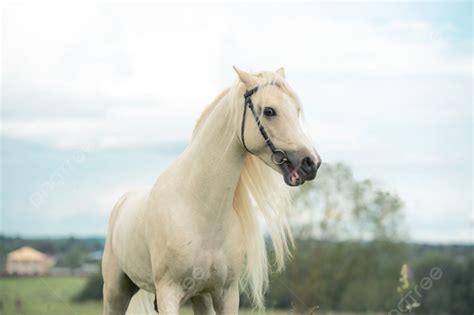 Kuda Poni Krim Yang Cantik Di Padang Rumput Foto Latar Belakang Dan