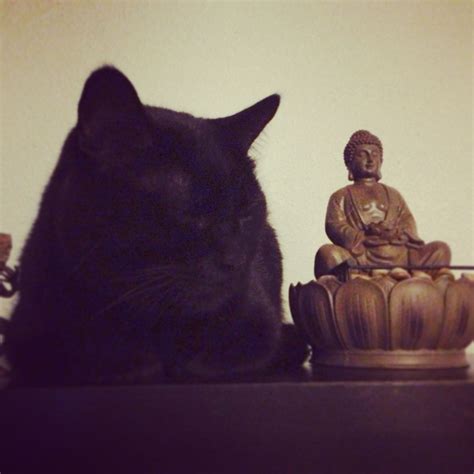 Zen Cat Zex Meditating Buddha Buddhist Roberto Clemente Buddha