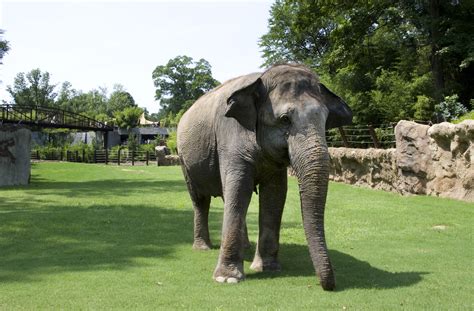 National Zoo Opens Phase I Of Elephant Trails New Home For Asian