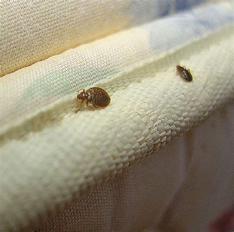 Bed Bugs On Ceiling After Treatment Shelly Lighting