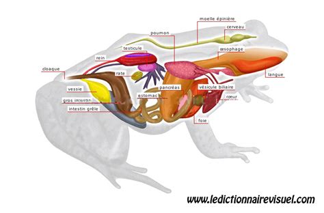 Anatomie Des Grenouilles Et Crapauds