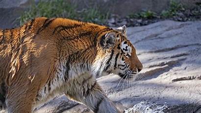Tiger Cat Predator Tablet Laptop