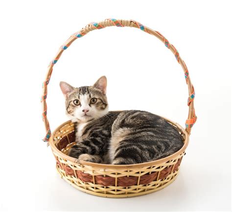 Grey Cat In Basket Photo Free Download
