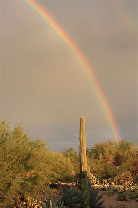Double Rainbow Over Saguaro Cactus Saguaro Cactus Saguaro Country Roads