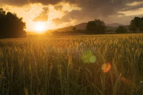 Golden Fields Stock Image Image Of Farm Morning Countryside 61776969