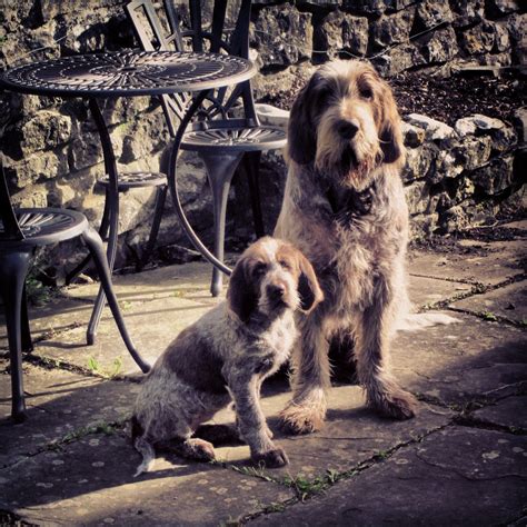 Italian spinone gundog breed information puppies. Spinone Italiano / Italian Griffon #Puppy #Dog | Dogs, Puppies, Dogs and puppies