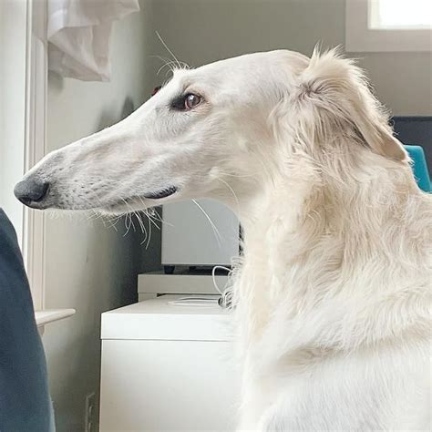 Eris The Borzoi Dog Is Believed To Have The Worlds Longest 122 Inch