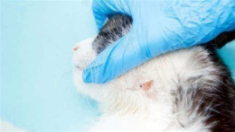 Viewing this slideshow featuring pictures of cat skin conditions can help you better understand what might be your cat's issue. Treating Ringworm in Your Home | Healthy Paws