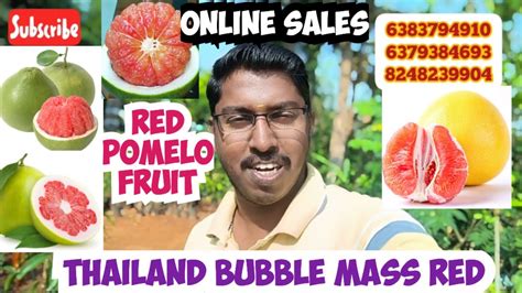 Thailand Red Bubble Mass Fruit Plant Red Pomelo Fruit Plant Online