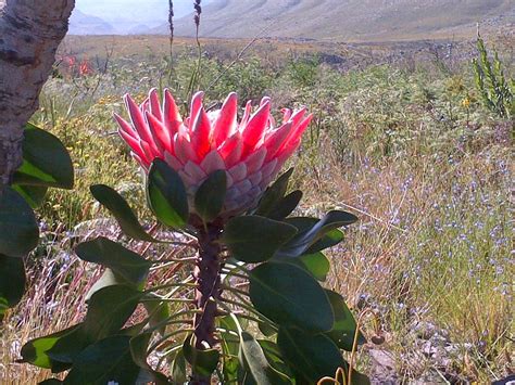 Protea South Africas National Flower I Took This Pic In The