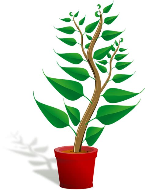 Plântula Vaso De Plantas Rebento · Gráfico Vetorial Grátis No Pixabay