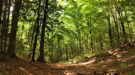 Forest With Rare Species And Animals Preserved Near Toronto