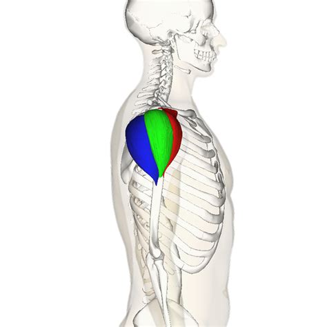 Filedeltoid Muscle Lateral3png Wikimedia Commons