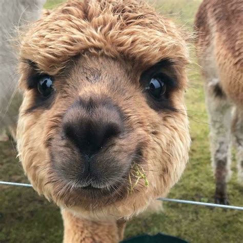 30 Adorable Photos Of Friendly Alpacas That Will Brighten Up Your Day