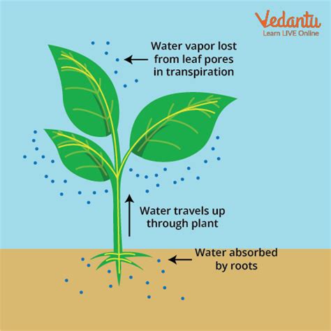 Water Potential Important Concepts And Tips For Neet