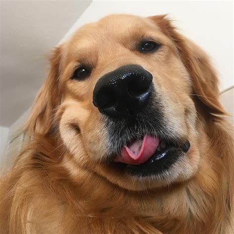 Barked By 9gag On Instagram 10 Derpy Tongue Outs For