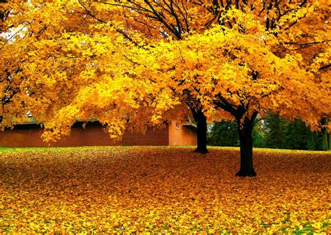 Yellow Leafed Tree Nature Landscape Trees Leaves Hd Wallpaper
