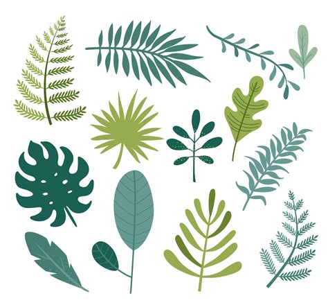 Set Of Different Tropical And Other Isolated Leaves 332035 Vector Art