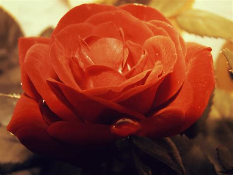 Red Rose By Emeraldeyesx3 On Deviantart