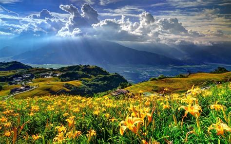 Field Of Flowers Of Lily Mountain Clouds Background Hd 43681