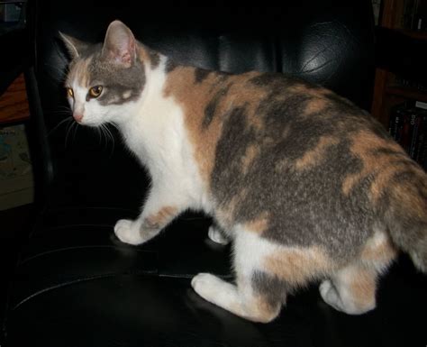 This Random Young Stray Dilute Calico Has Come A Long Way In The Past 3