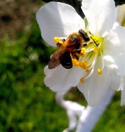 Free Picture Honey Bee Collects Nectar Flower