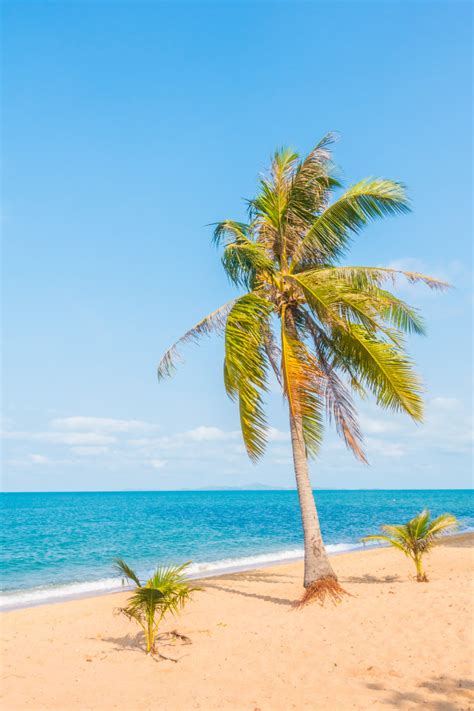 Beautiful beach with coconut trees and shadows; Coconut tree on the beach | Free Photo