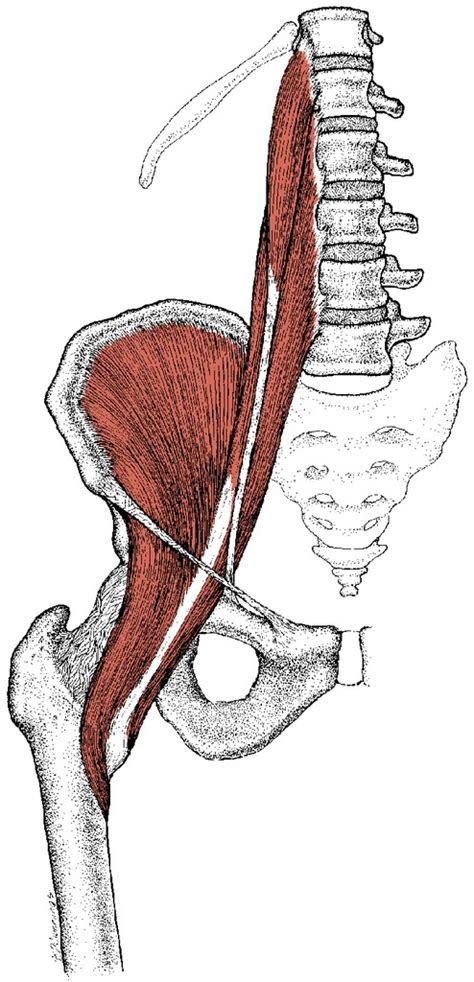 How To Release Psoas Trigger Points