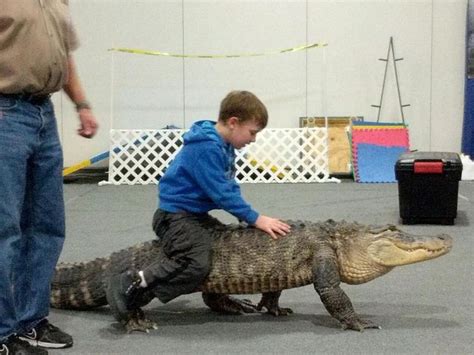 Related Image Alligator Pets Image