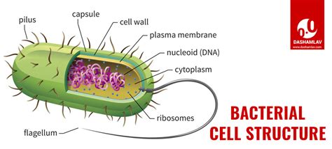 Animal cells are the types of cells that make up most of the tissue cells in animals. What is Bacteria? Learn Definition, Types and Structure ...