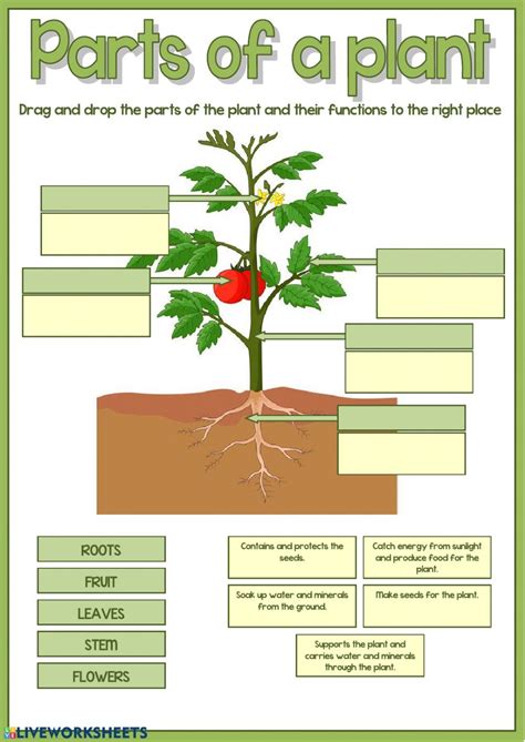Parts Of The Plant Worksheet For Grade 3