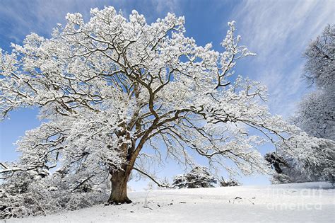 Snow Covered Winter Oak Tree Photograph By Tim Gainey