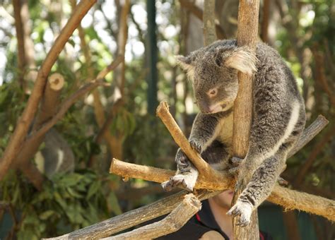 5 Best Wildlife Parks And Animal Attractions On The Gold Coast Au